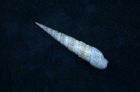 藏品(櫛筍螺 )的圖片